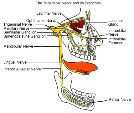 Trigeminal Nerve Distribution